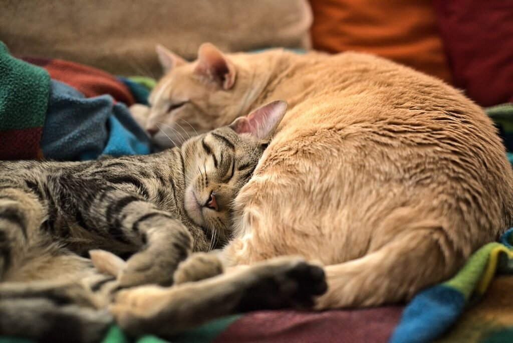 Mascotas en viviendas alquiladas en Victoria: cómo pedir permiso y qué pasa si el dueño dice no