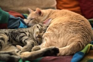 Mascotas en viviendas alquiladas en Victoria: cómo pedir permiso y qué pasa si el dueño dice no